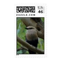 Bluebellied Roller Bird Postage Stamps