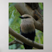 Bluebellied Roller Bird Poster