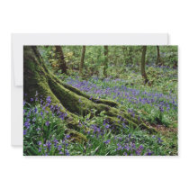 Bluebells, Blicking, Norfolk  flowers Personalized Announcement