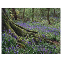 Bluebells, Blicking, Norfolk from the Forest Custom Flyer