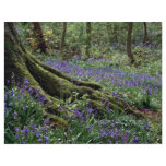 Bluebells, Blicking, Norfolk from the Forest flyers