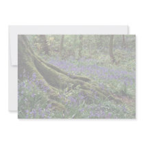 Bluebells, Blicking, Norfolk from the Forest Custom Announcements