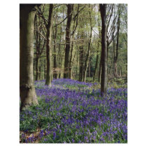 Bluebells, Blicking Park, Blicking, Norfolk Full Color Flyer