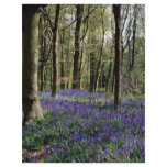 Bluebells, Blicking Park, Blicking, Norfolk flyers