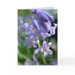 Bluebells Card