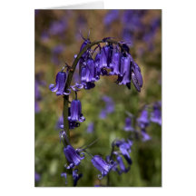 Bluebells card by cARTerART