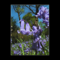 Bluebells, Essex, England - Postcard by celtxian Bluebells, Essex, England - Postcard