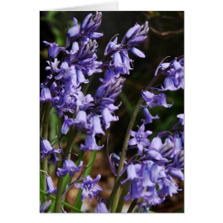 Bluebells Flowers Cards