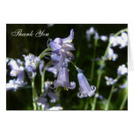 Bluebells cards