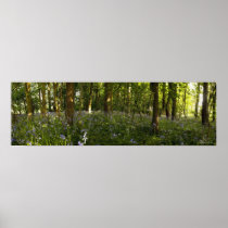 Bluebells In A Forest