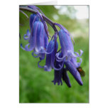 "Bluebells in England" Greeting Cards