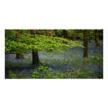 Bluebells in the Forest Custom Photo Card