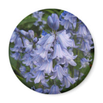 Bluebells Refrigerator Magnet
