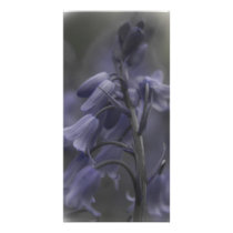 Bluebell's photo cards