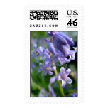 bluebell, flowers, stamp, postage, united, states,