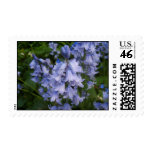 photography, photo, flora, bluebell, plants