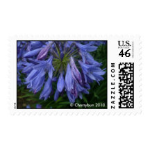 Bluebells | Postage