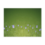 Bluebells Postcards
