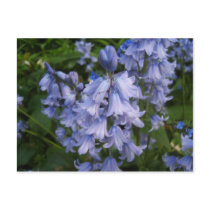 Bluebells Post Cards
