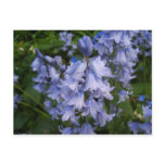photography, photo, flora, bluebell, plants