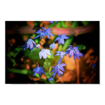 Bluebells Poster posters by RickDouglas Bluebells Poster posters