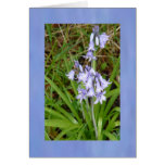 spring, flowers, bulbs, garden, floral, blue,
