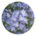photography, photo, flora, bluebell, plants