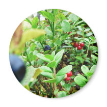 Blueberries And Lingon Berries Magnets