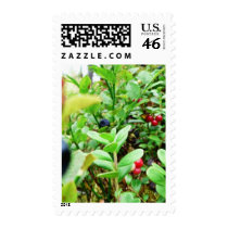 Blueberries And Lingon Berries Stamps