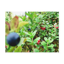 Blueberries And Lingon Berries Postcard