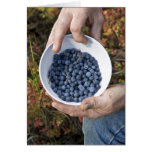 Blueberries Card