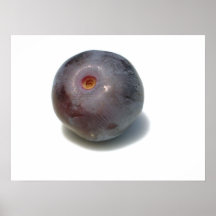 Blueberries I have Known 12 Poster