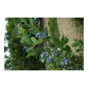 Blueberries Waiting to be Picked posters by wolfmountainstudio Blueberries Waiting to be Picked posters