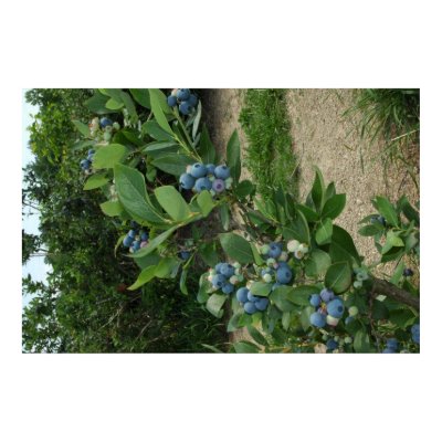 Blueberries Waiting to be Picked Posters by wolfmountainstudio