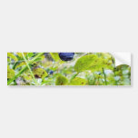 Blueberries With Green Leaves Bumper Stickers