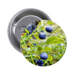 Blueberries With Green Leaves Pinback Buttons