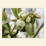 Blueberry Blossoms cards