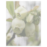 Blueberry Blossoms Custom Letterhead