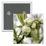 Blueberry Blossoms Pinback Button
