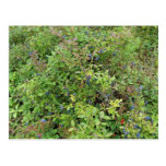 Blueberry Bush Post Cards