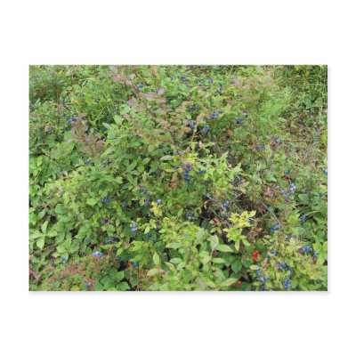 Blueberry Bush Post Cards by cyrdjb