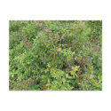 Blueberry Bush postcards