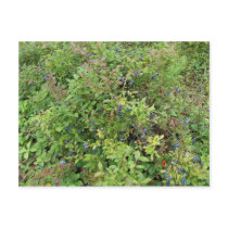 Blueberry Bush postcards by cyrdjb Blueberry Bush postcards