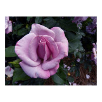 Blueberry Hill Rose posters