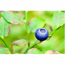 Blueberry In The Forest photo sculptures by lifesphere Blueberry In The Forest photo sculptures