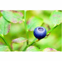 Blueberry photo sculptures
