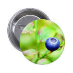 Blueberry Pins