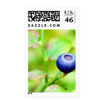Blueberry Stamps