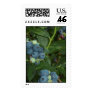 BLUEBERRY POSTAGE STAMPS