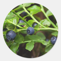 blueberry stickers